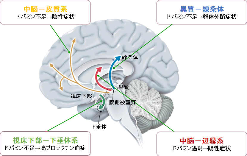 抗精神病薬の作用とドパミンへの影響について図にしてまとめました。